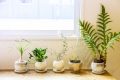 おしゃれな部屋には観葉植物を！上手く取り入れる５つのポイント